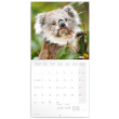 Poznámkový kalendár Koaly 2022, 30 × 30 cm