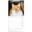 Poznámkový kalendár Mačky 2023, 30 × 30 cm