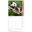Poznámkový kalendár Pandy 2023, 30 × 30 cm